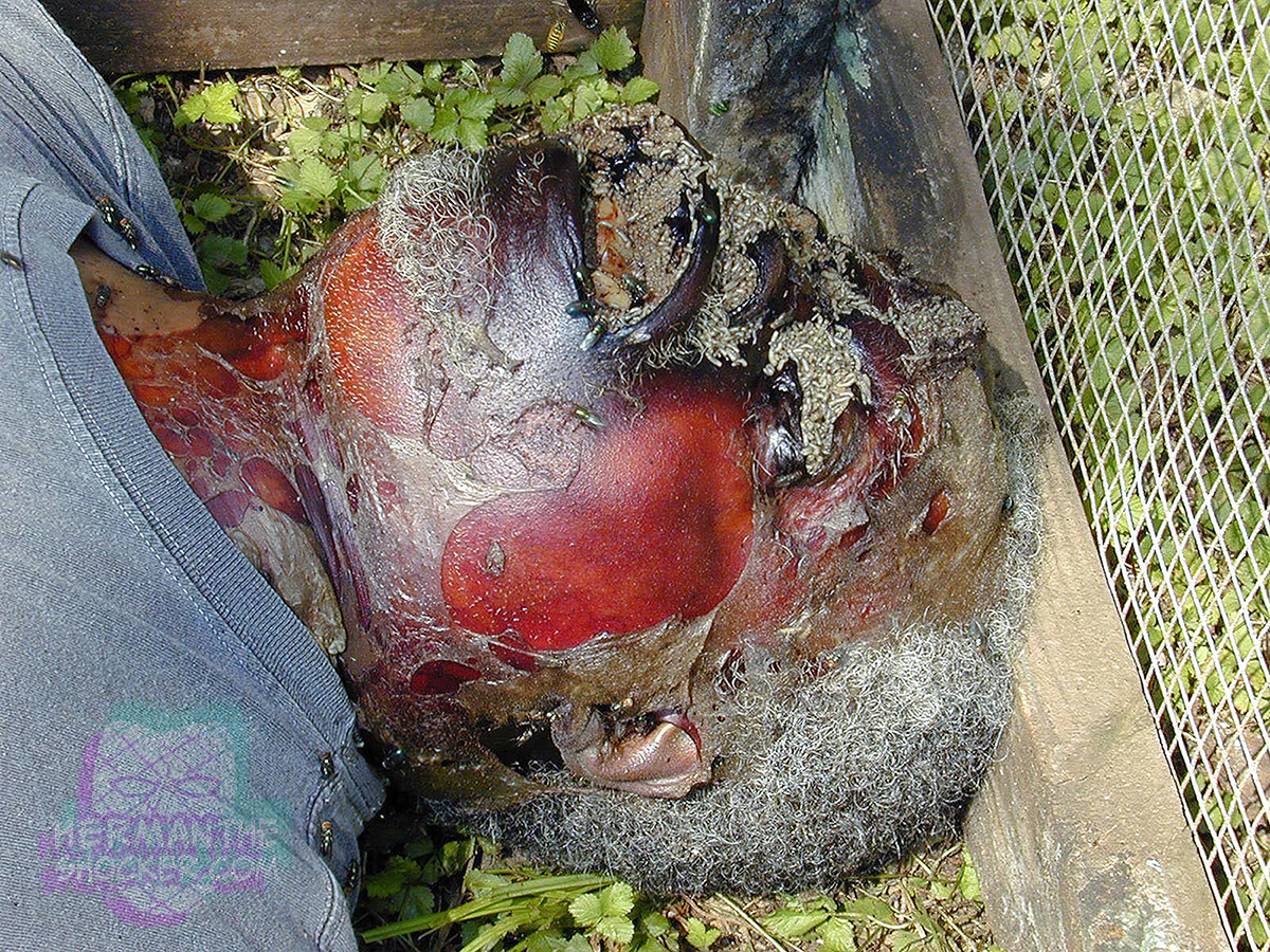 Bloating, skin slippage, and discoloration on decomposing remains