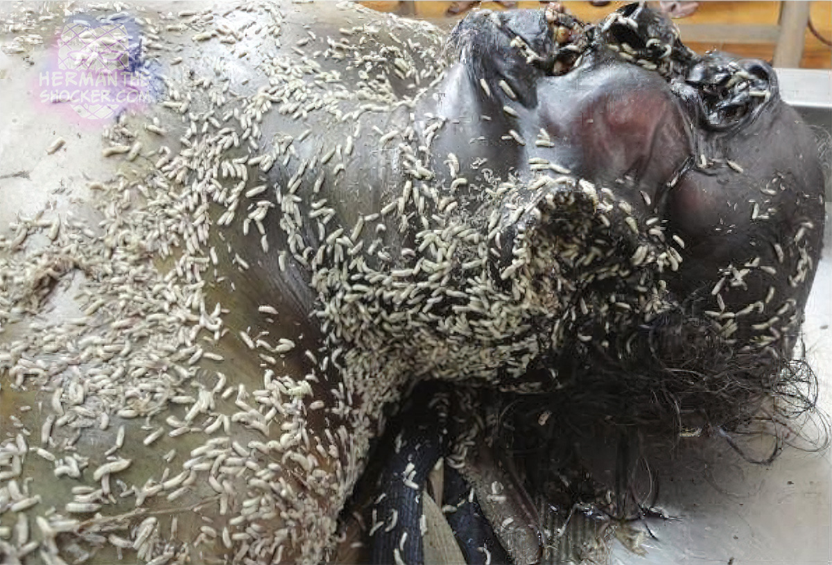 Maggots on a decomposing body