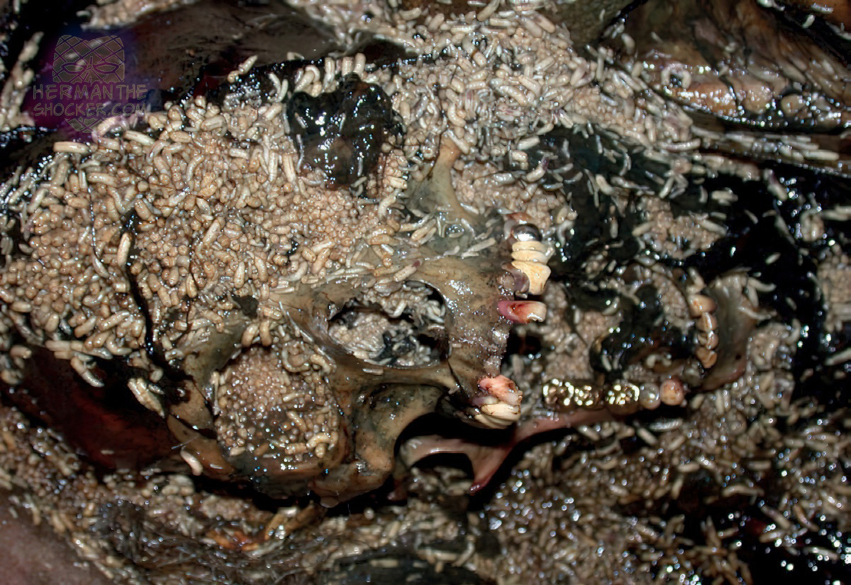 Maggot infestation on skeletonized body