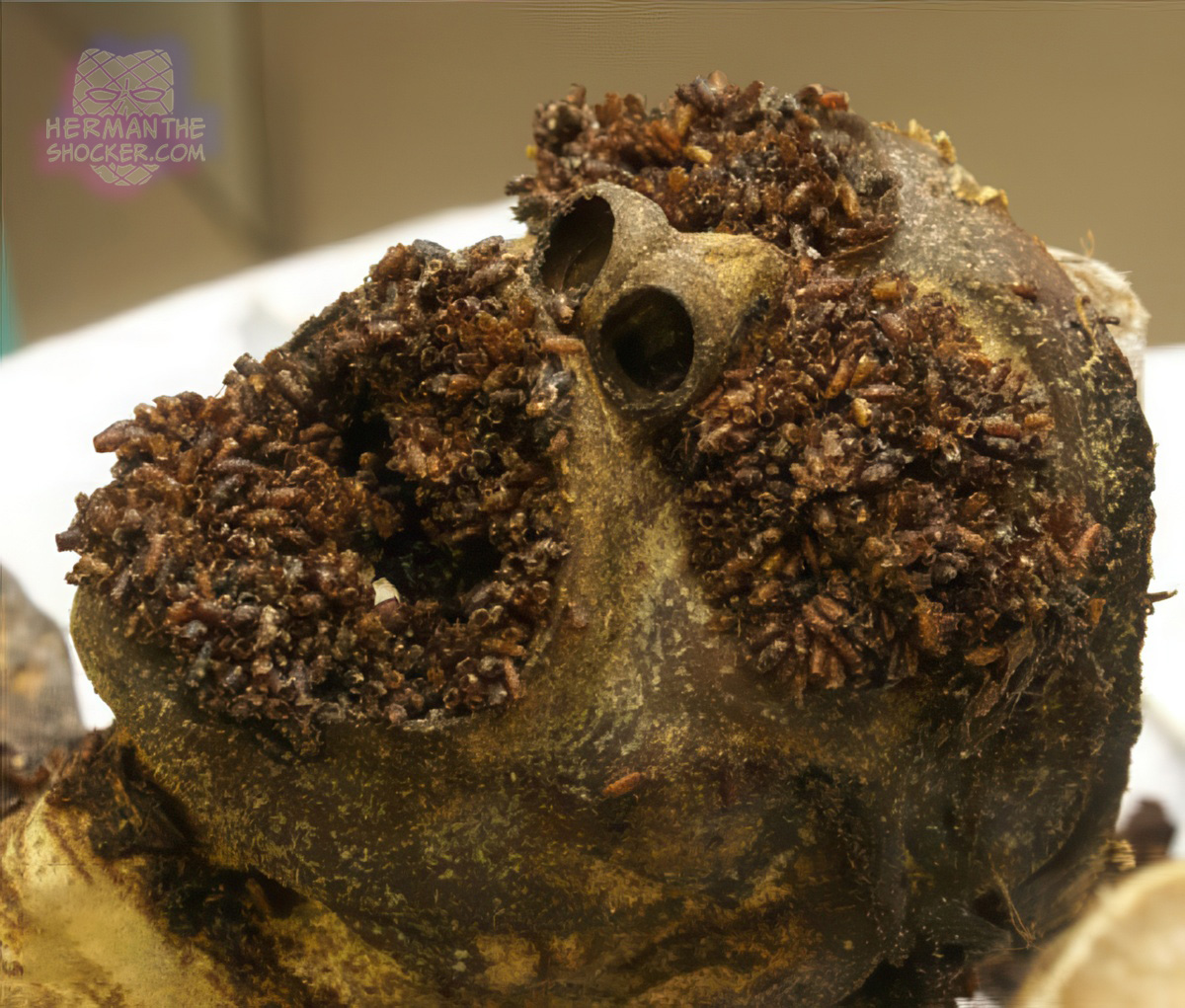 Masses of puparia on partially mummified corpse