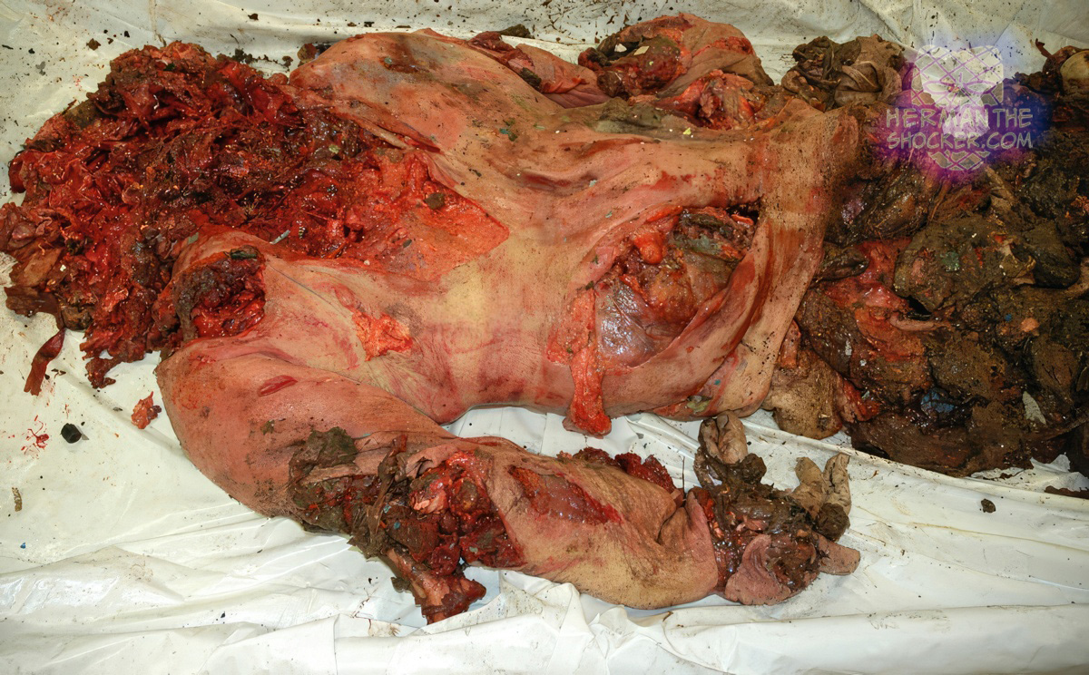 Massive body injury in a pilot who crashed at high speed