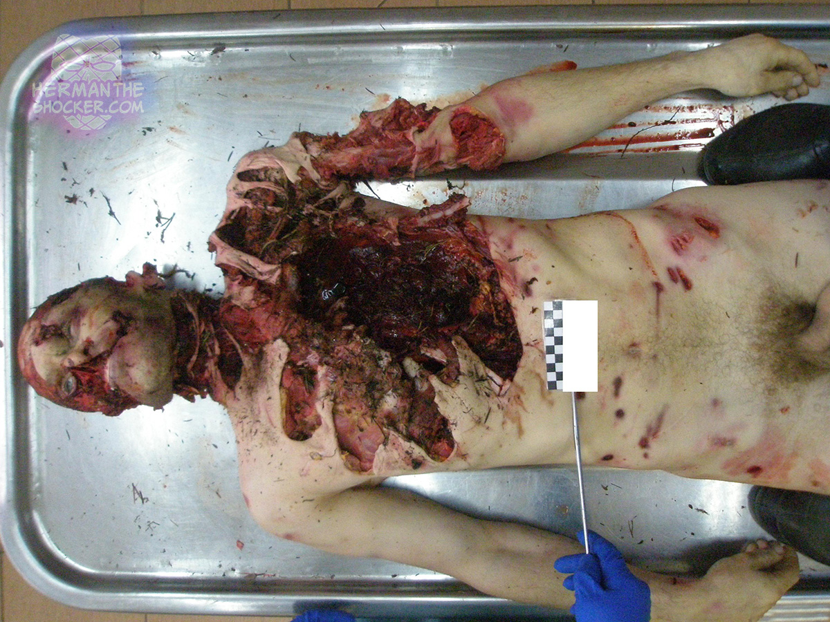 Man attacked and killed by a bear