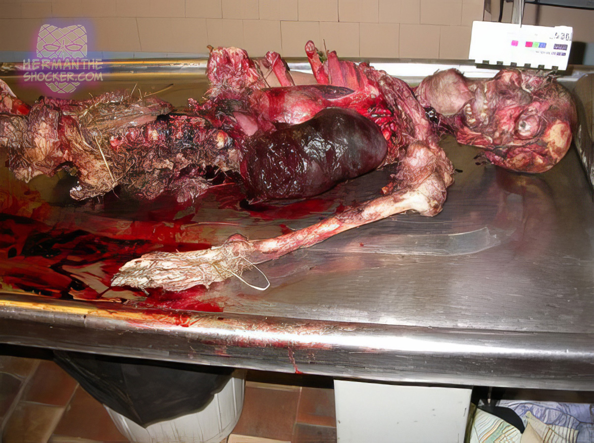 Postmortem animal destruction of a corpse