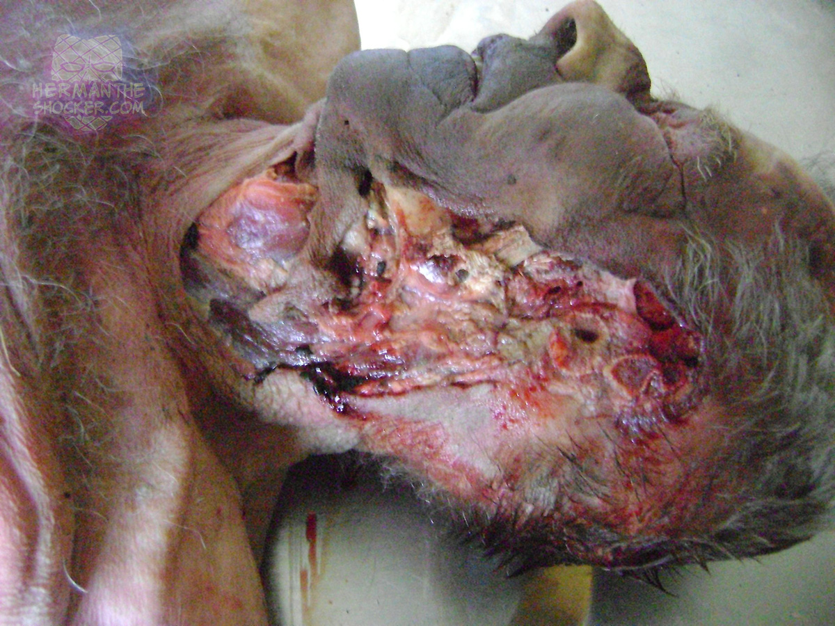 Postmortem predation by mice